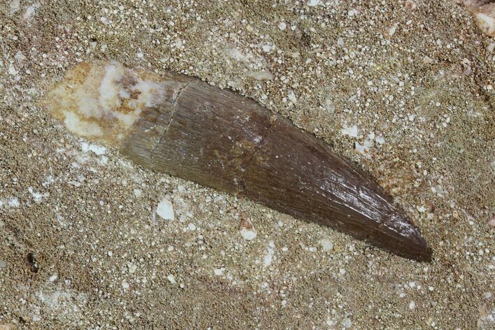 Fossil Plesiosaur (Zarafasaura) Tooth - Morocco #95110